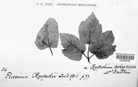 Puccinia aegopodii image